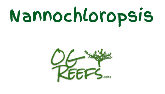 Nannochloropsis For Culturing